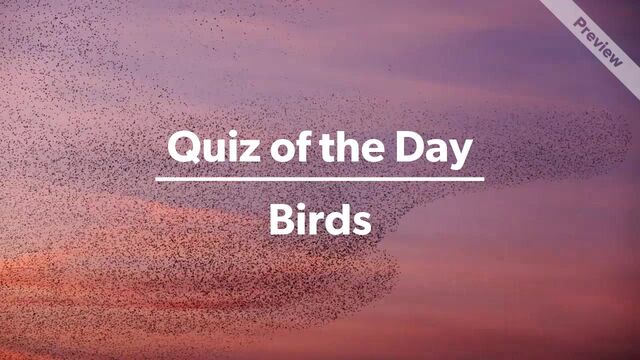 Eagle Facts | Quiz of the Day Video Template