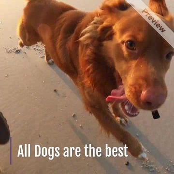 Ugliest Dog Day | Jun 20 Video Template