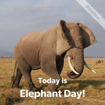 Elephant Day