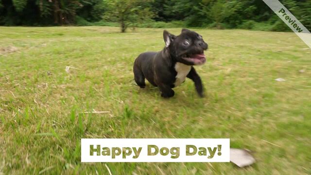 Dog Day | Aug 26 Video Template