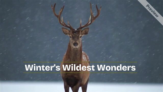 Winter's Wildest Wonders #3 Video Template