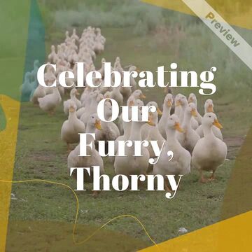 World Animal Day: Support Our Furry Friends! Video Template