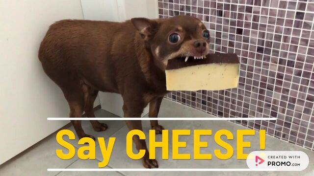 National Cheese Curd Day: Say Cheese to [Offer]! Video Template