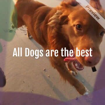 Ugliest Dog Day Video Template